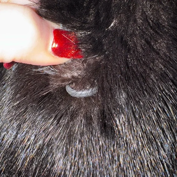 Full Length Mink Coat, “Like New” Only Worn a few Times from Macy’s Fur Vault - Picture 11 of 14